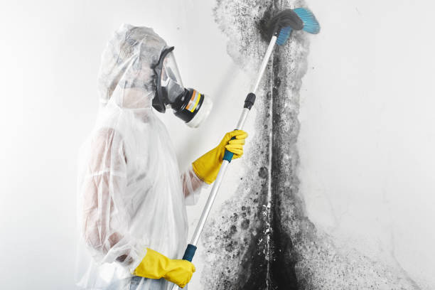 Best Mold Documentation for Insurance Claims  in New River, AZ