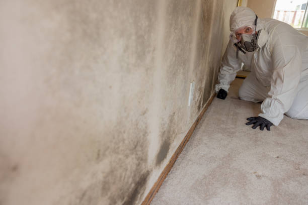 Best Comprehensive Air Testing for Mold Contaminants  in New River, AZ